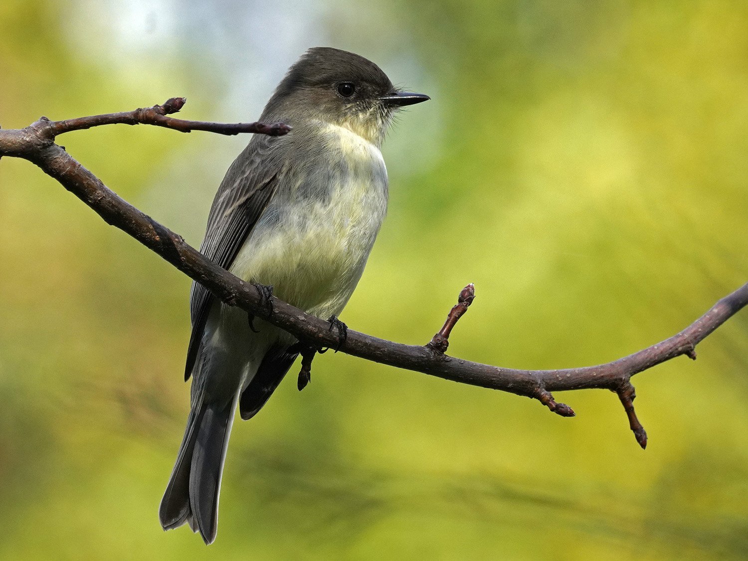 Eastern Phoebe — Susan Kirby
